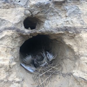 Oeverzwaluw nest
