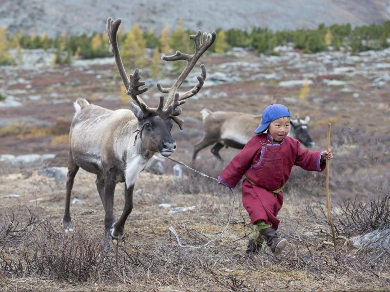 tsaatan boy, dressed in a traditional deel with a reindeer